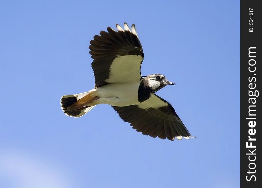 Lapwing in flight over the blue background