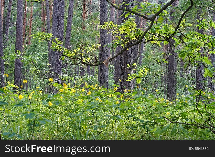 The spring forest landscape. Russian nature, wilderness area.