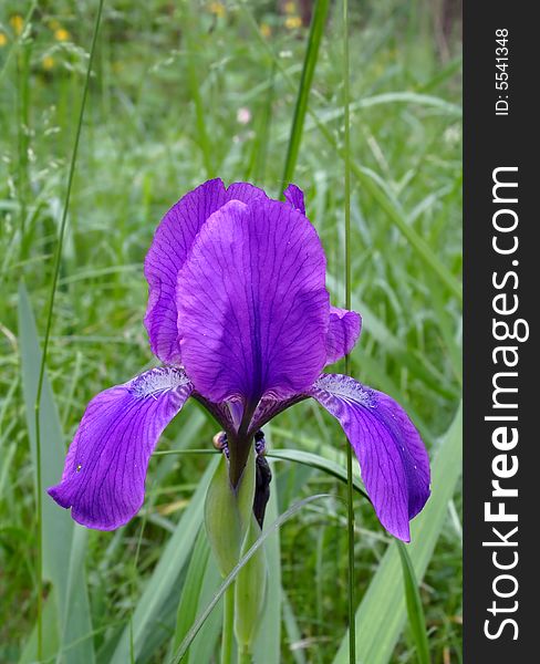 The big single wild flower over the green background