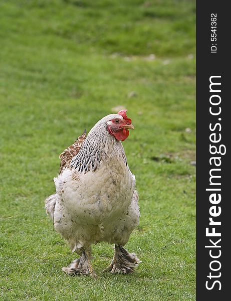 Rooster in the middle of a green yard