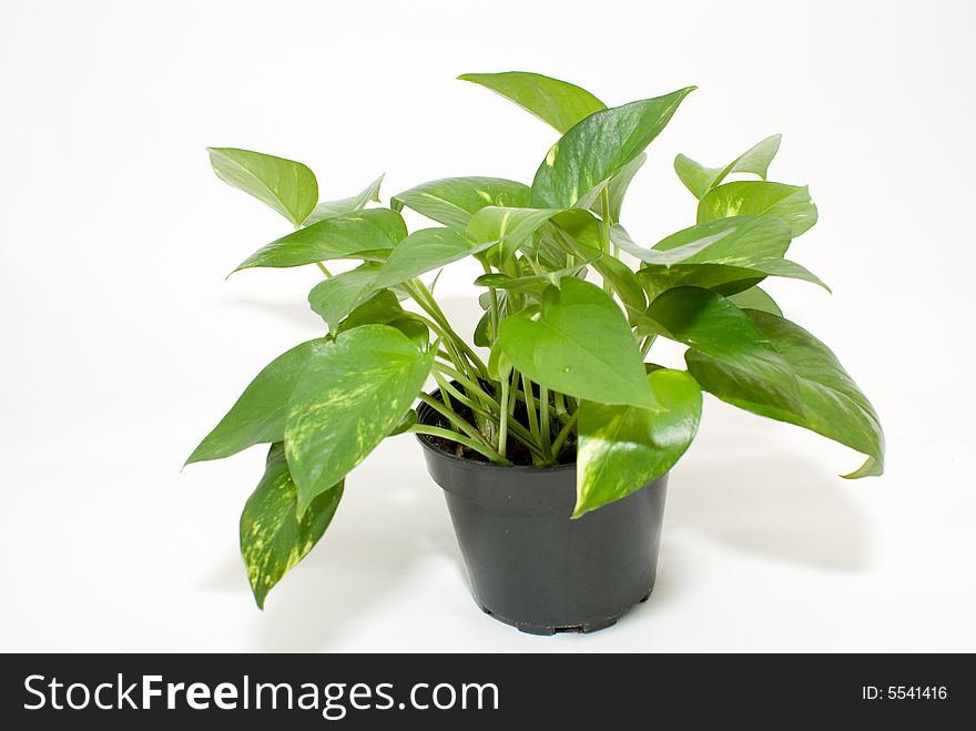 Green plant which are good for offices with air conditioner. Green plant which are good for offices with air conditioner