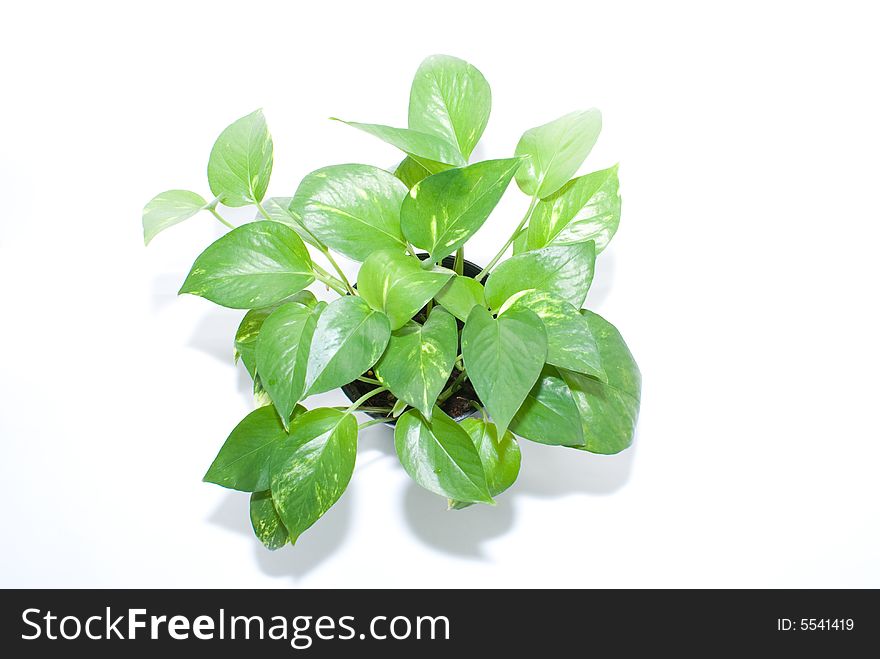 Green plant which are good for offices with air conditioner. Green plant which are good for offices with air conditioner