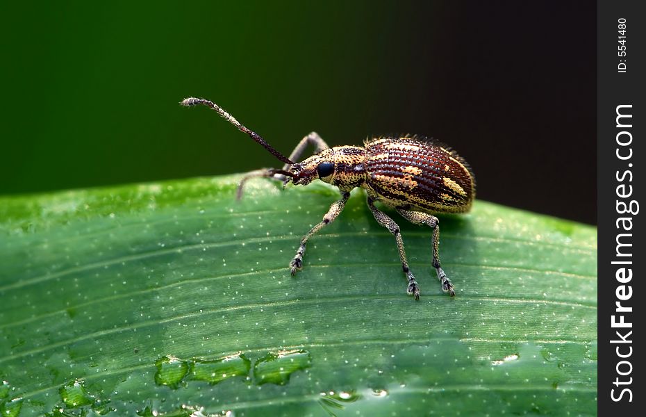 This beetle's body is quite fat.