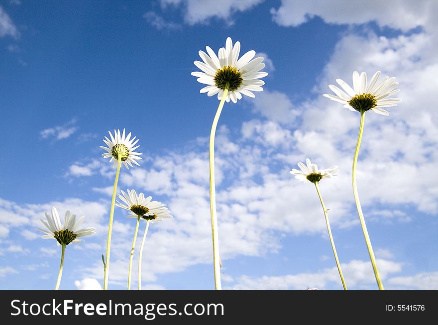 Daisy on blue sky background. Daisy on blue sky background