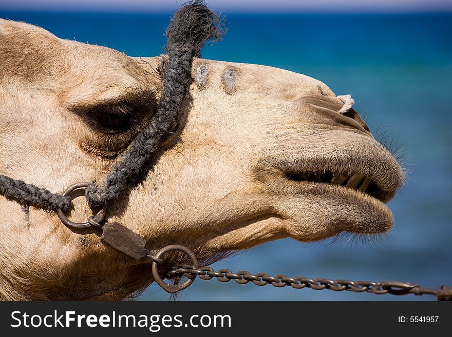 Camel with chain on the seashore. Camel with chain on the seashore.