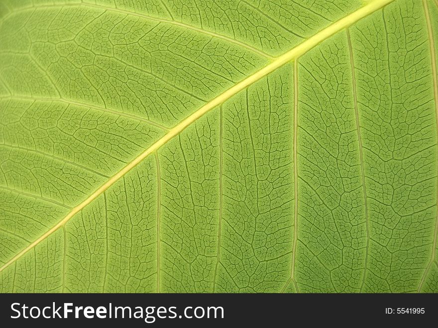 Green leaves detail, close up