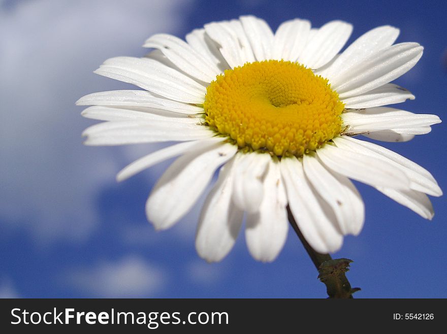 Macro shot of white daisy