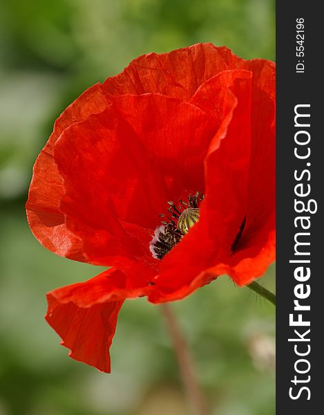 Close up of beautiful red wild papaver flower. Close up of beautiful red wild papaver flower.