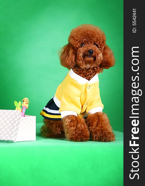 A toy poodle in front of green background