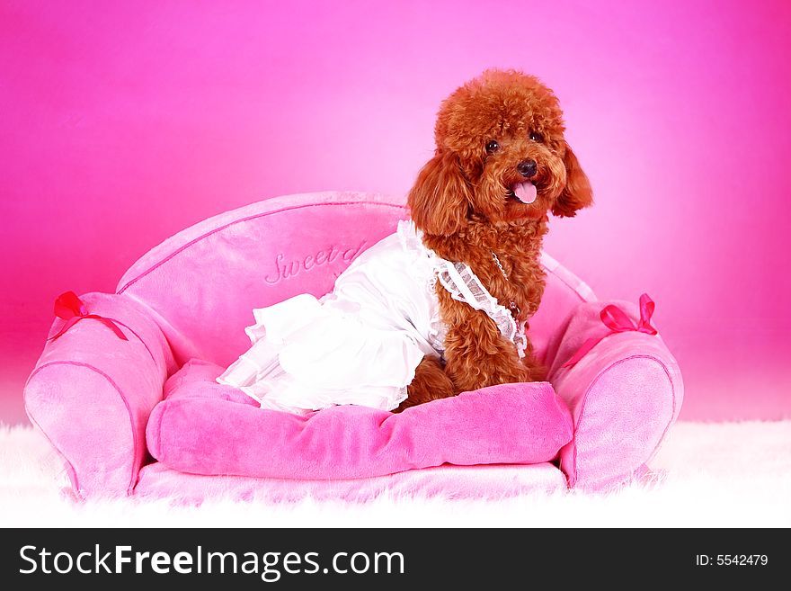 Toy poodle