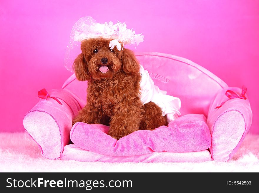 A toy poodle with cloth sitting in sofa