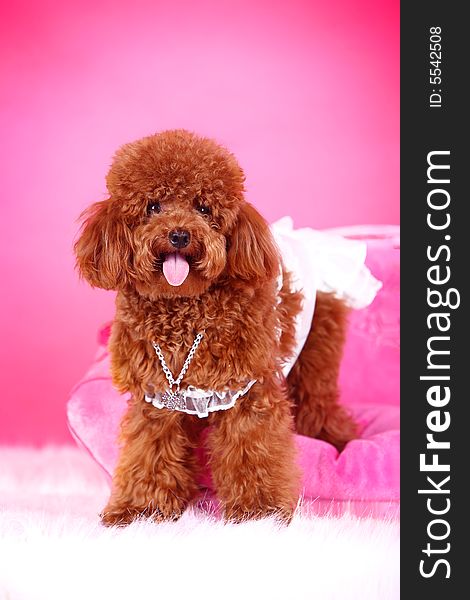 Toy poodle