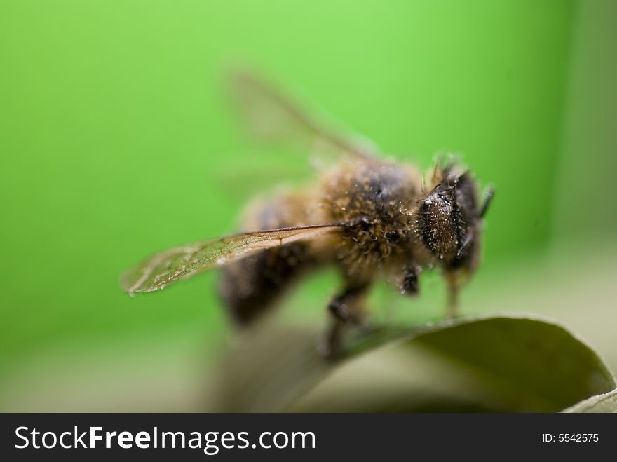 Green background and a bee. Green background and a bee
