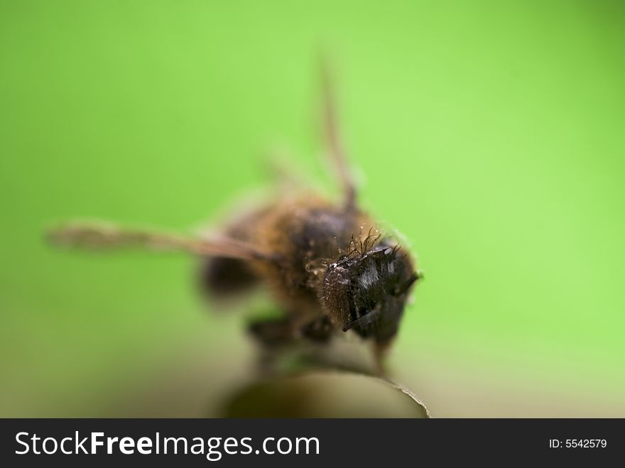 Bee flying in nature green background