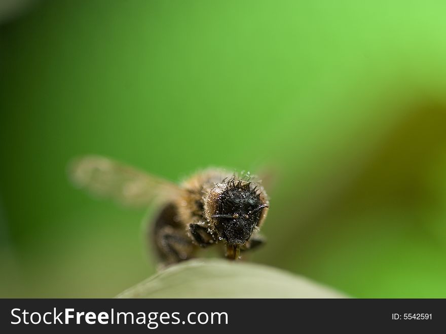 Macro shot of a bee standing on a leaf. Macro shot of a bee standing on a leaf