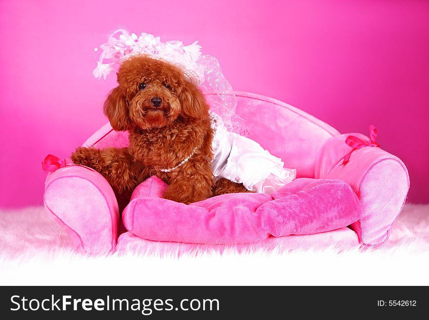 A toy poodle with cloth sitting in sofa