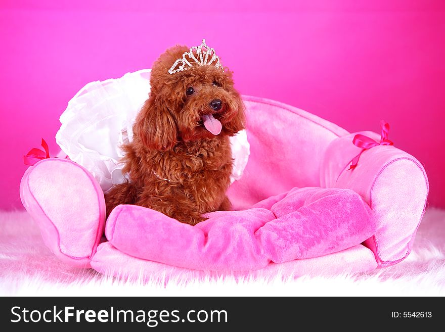 A toy poodle with cloth sitting in sofa