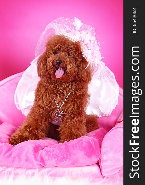 Toy poodle