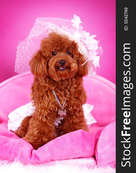 A toy poodle with cloth sitting in sofa