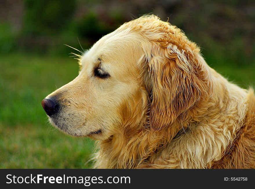 Majestic Golden Retriever Dog Detail