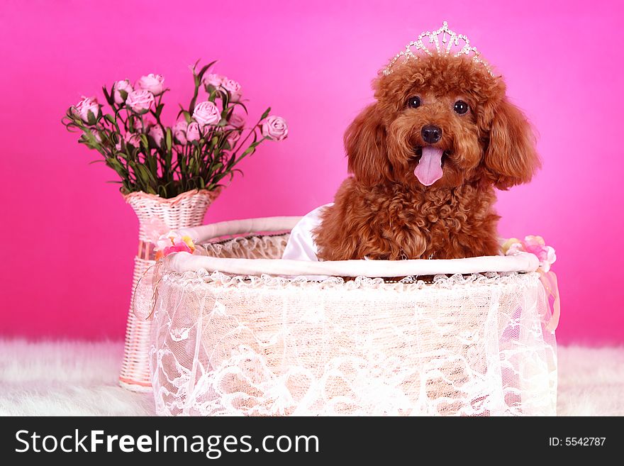 A toy poodle sitting in basket