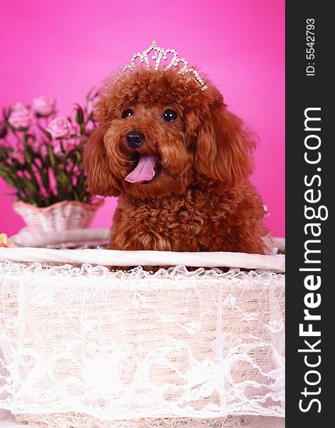 A toy poodle in basket