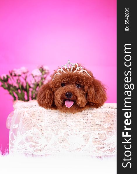 Toy Poodle