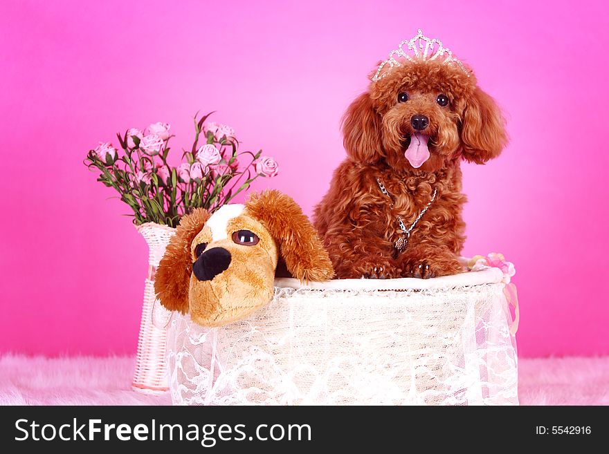 A toy poodle in basket