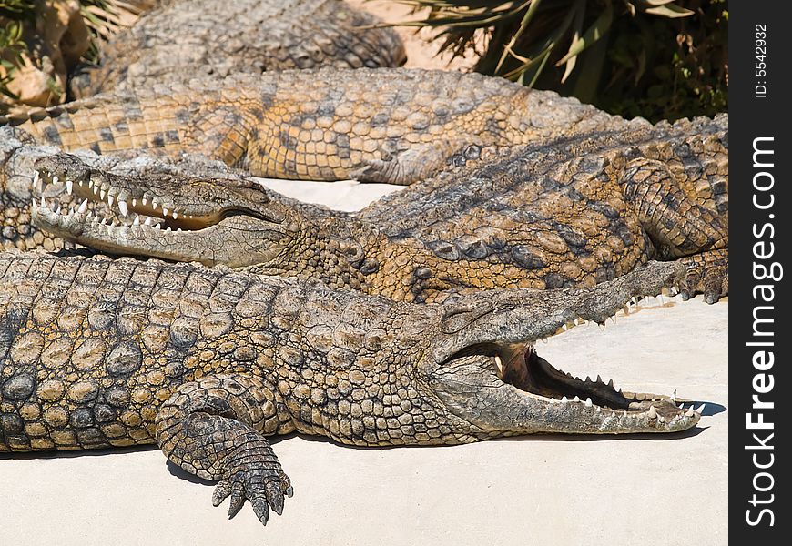 Two crocodiles in the zoo