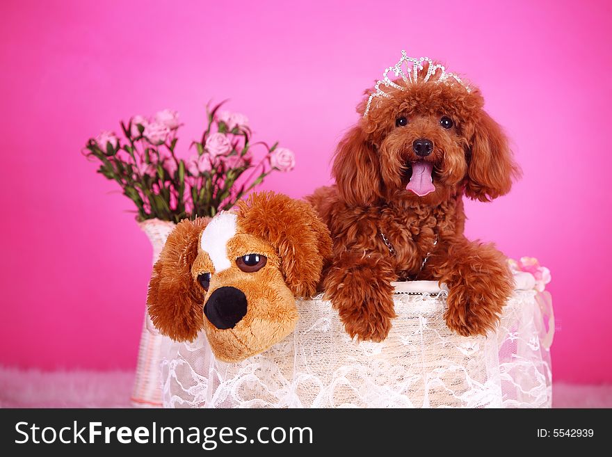 A toy poodle in basket