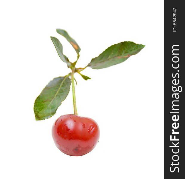 Sour Cherry with leaves out of focus