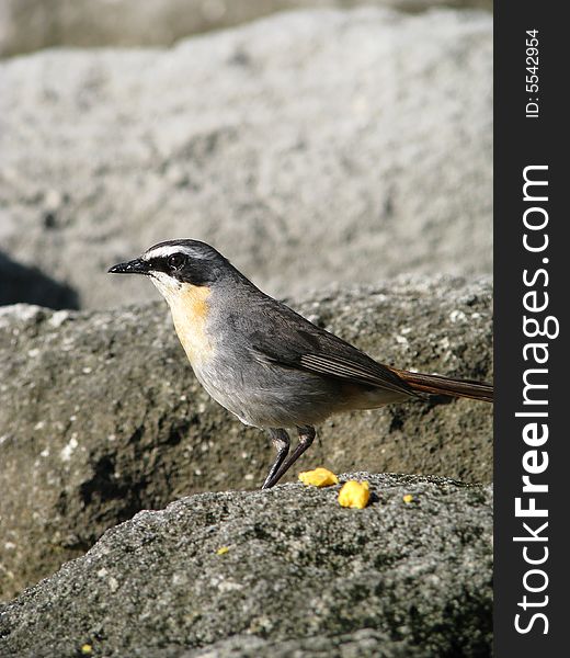 Robin Bird with cheese on a rock. Robin Bird with cheese on a rock