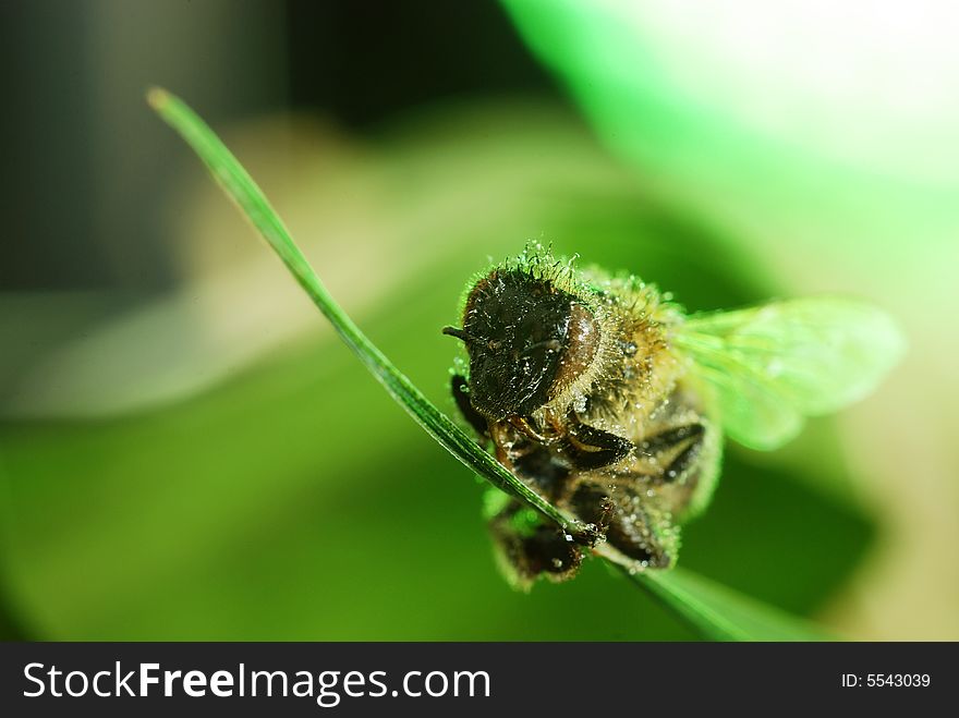 Bee holding for green leaf