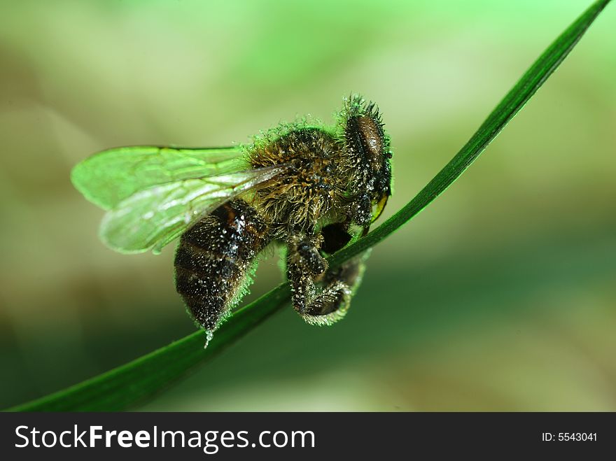 Bee holding for a green leaf. Bee holding for a green leaf