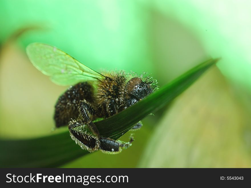 Macro shot of bee and green leaf. Macro shot of bee and green leaf