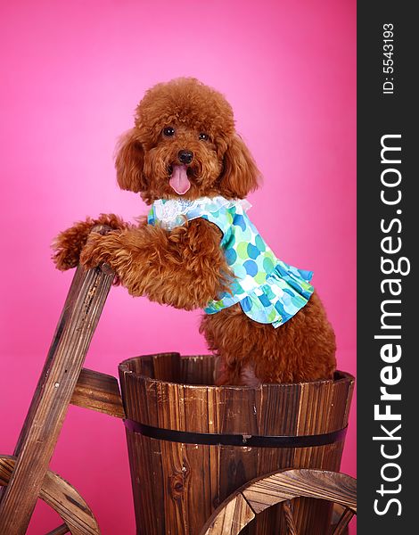 Toy poodle