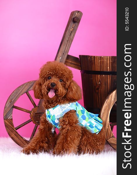 A toy poodle with cloth in front of pink background