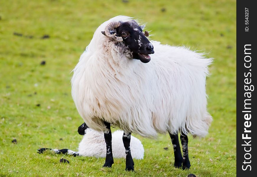 Irish sheep with its baby
