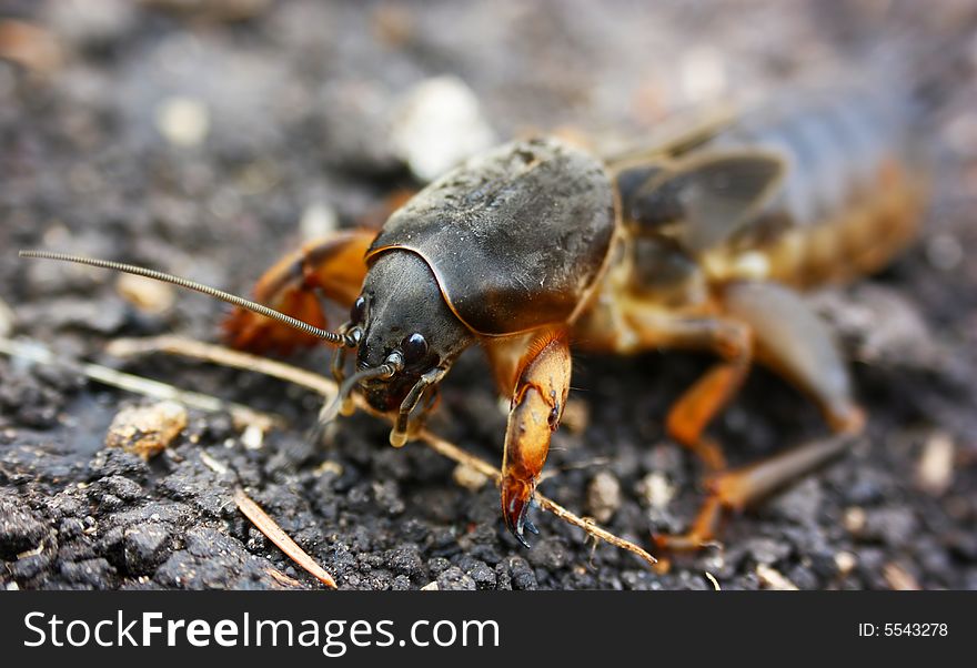 Close0up on a cockchafer-grub