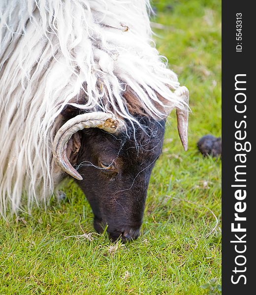 An Irish sheep eating grass