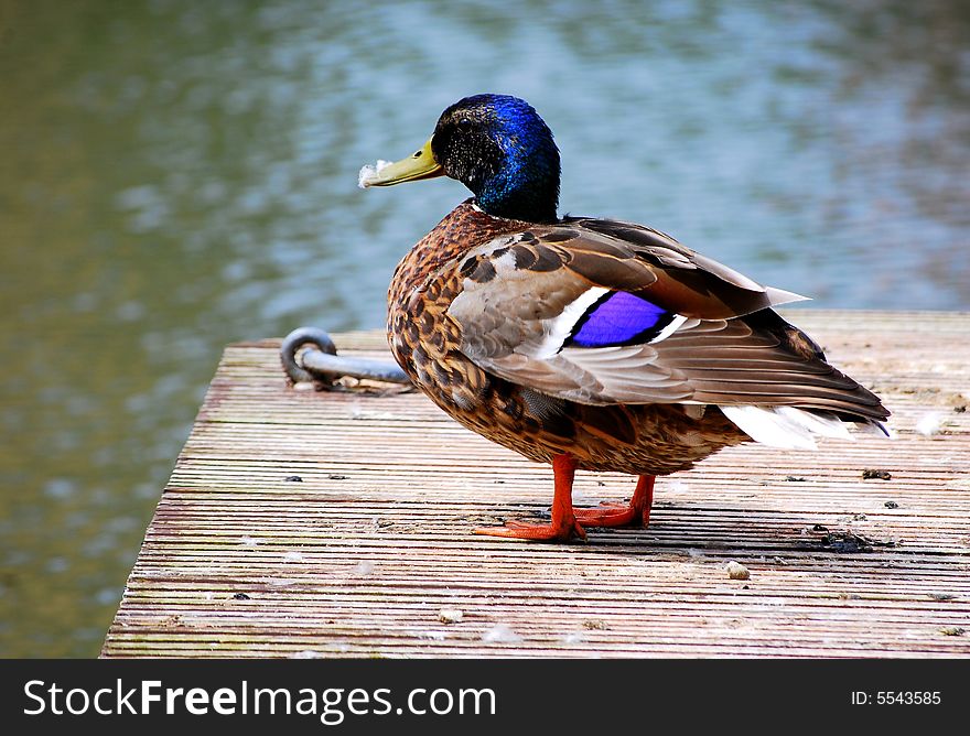 Shot of a duck standing on the marina. Shot of a duck standing on the marina