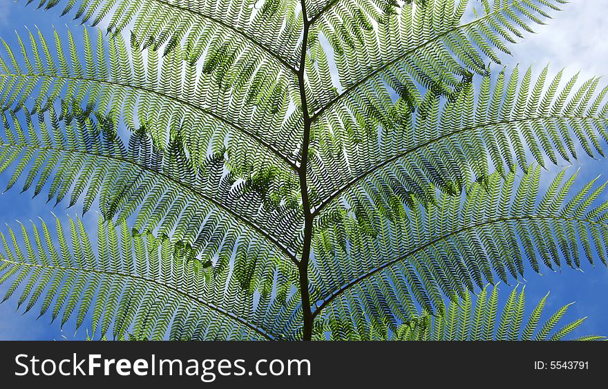 Close up of a fern palm with blue sky