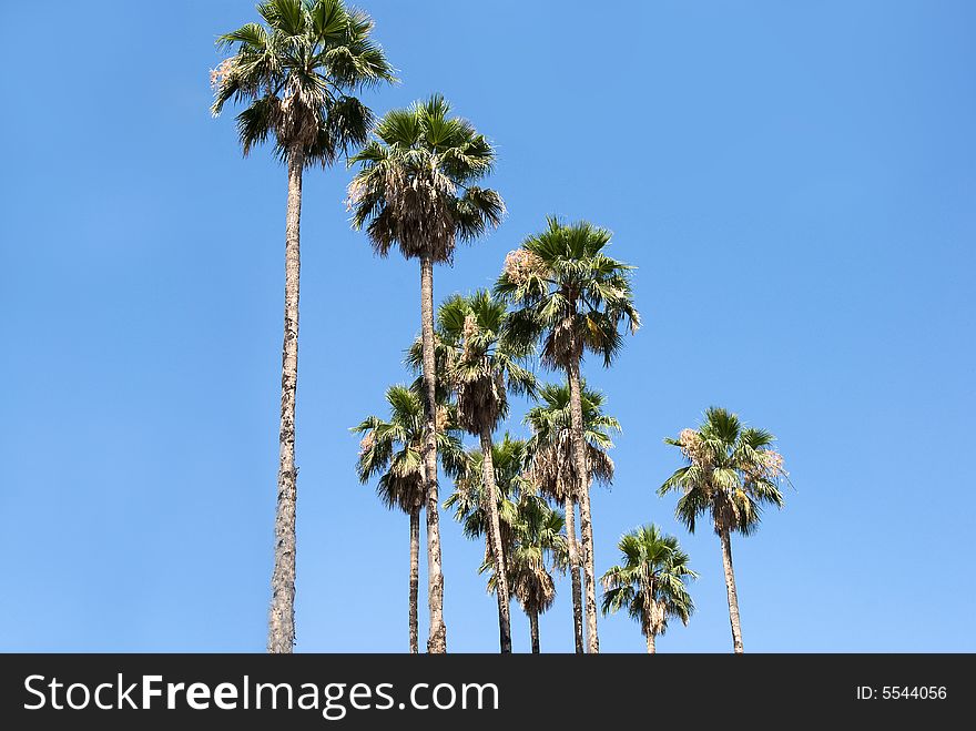 Palm tree against a backdrop of blue sky
