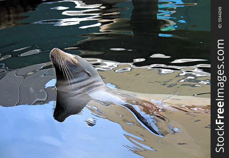 Sea lion seal sunbathing in the water. Sea lion seal sunbathing in the water