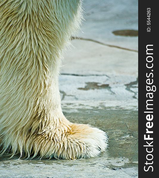 Paw of a polar bear
