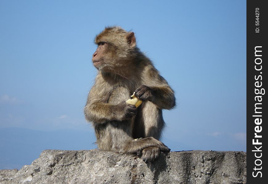 PoblaciÃ³n de macacos exclusivos del PeÃ±Ã³n de Gibraltar. PoblaciÃ³n de macacos exclusivos del PeÃ±Ã³n de Gibraltar.