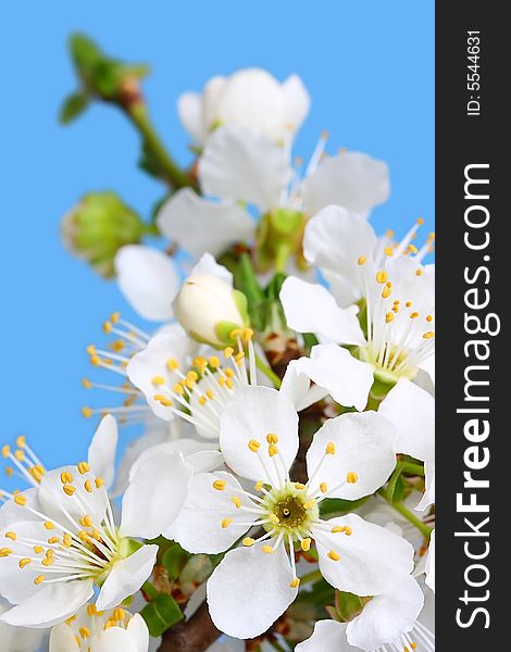 Cherry flowers over blue sky