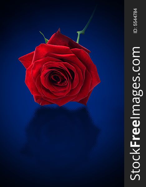 Single rose on blue