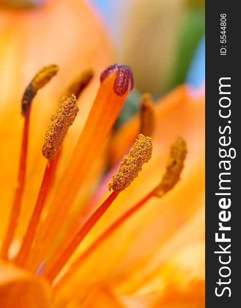 Orange flower close up pistil details. Orange flower close up pistil details