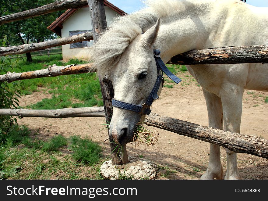 White Horse Bow
